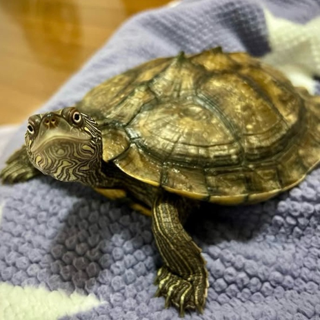 Wang Turtle's Friends 3