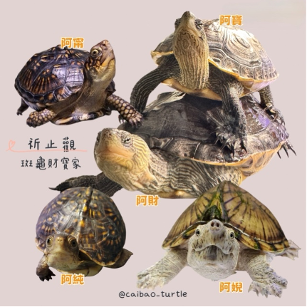 Wang Turtle's Friends 2